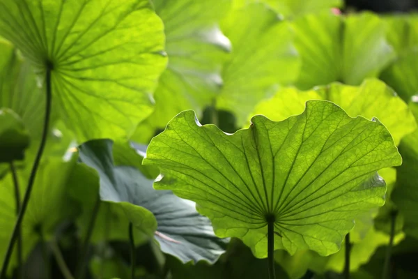 Lotus pond — Stock Photo, Image