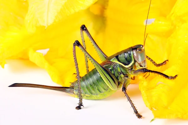 Grasshopper en flor — Foto de Stock