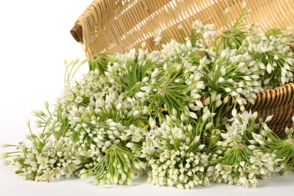 Leek Blossom — Stock Photo, Image