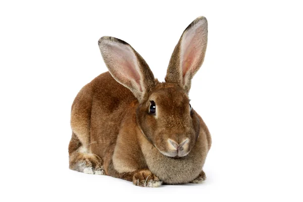 棕色的小兔子 — 图库照片
