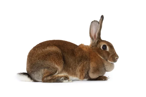 Brown bunny — Stock Photo, Image