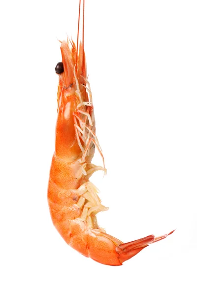 Boiled shrimp — Stock Photo, Image