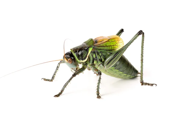 Green grasshopper — Stock Photo, Image