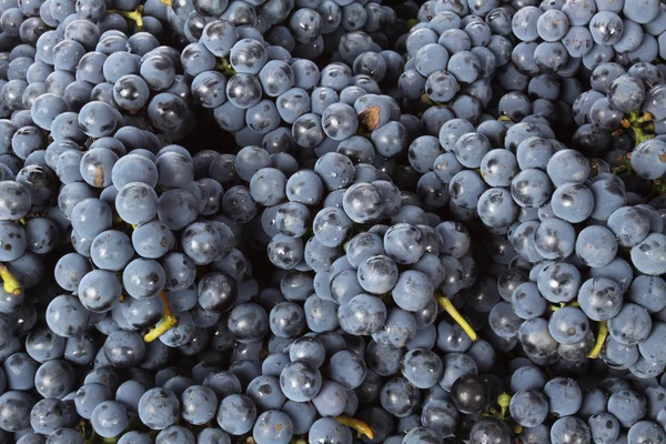 Uvas maduras — Fotografia de Stock