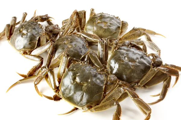 Tas de crabes — Photo