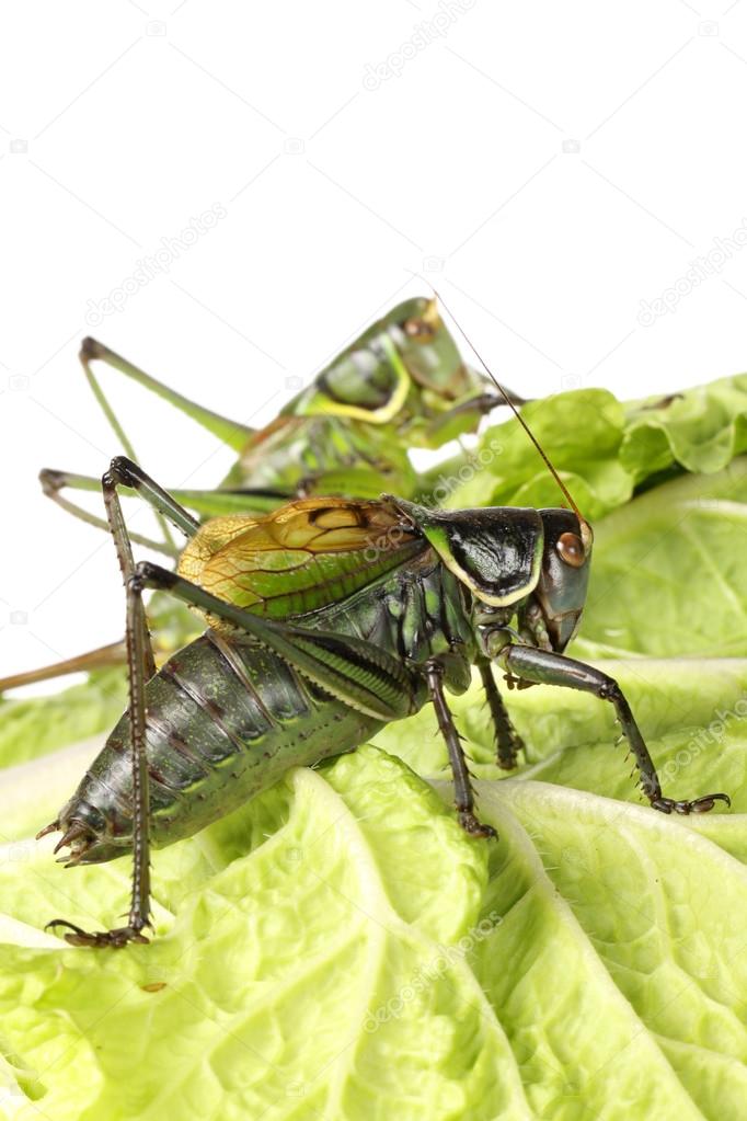 Grasshoppers on cabbage
