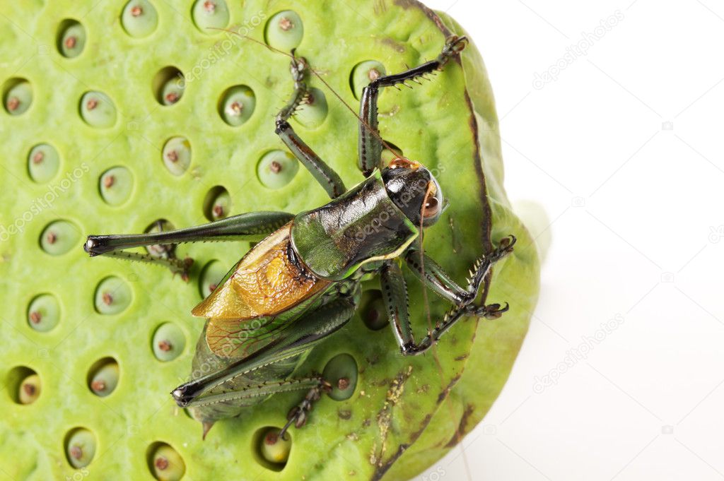 Grasshopper sitting on flower