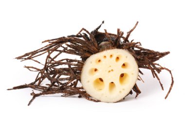 lotus kökü parçası