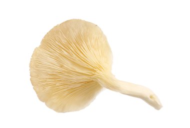 istiridye mantar