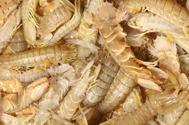 Mantis karides yığın