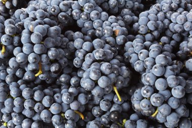 olgunlaşmış üzümler