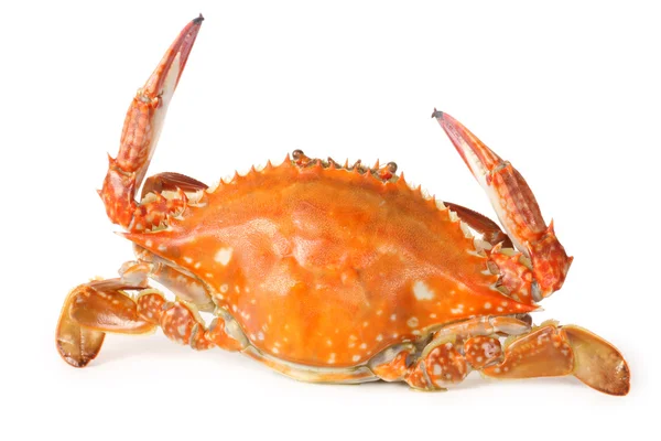 Cooked crab — Stock Photo, Image