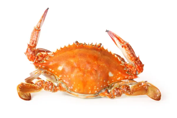 煮熟的螃蟹 — 图库照片