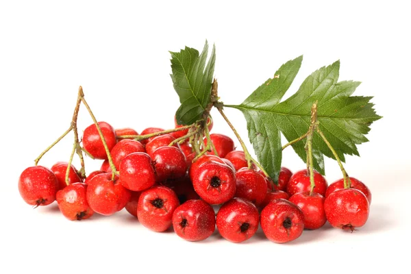 Hawthorn with leaves — Stock Photo, Image