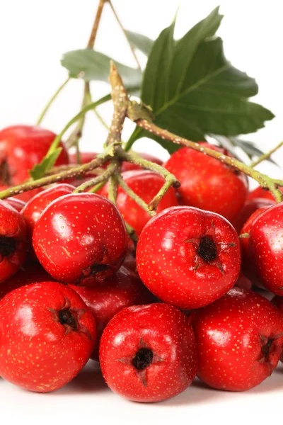 Espino con hojas — Foto de Stock