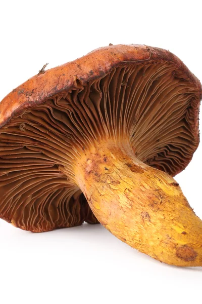 Pine tree mushroom — Stock Photo, Image