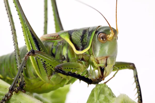 Sprinkhaan zittend op kool — Stockfoto