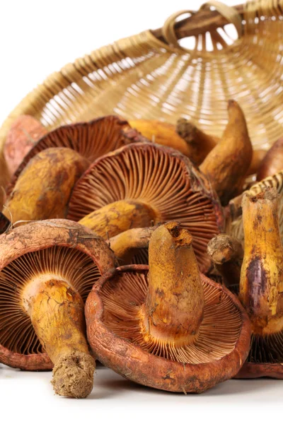 Корзина с грибами — стоковое фото