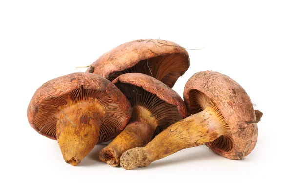 Pine tree mushrooms — Stock Photo, Image