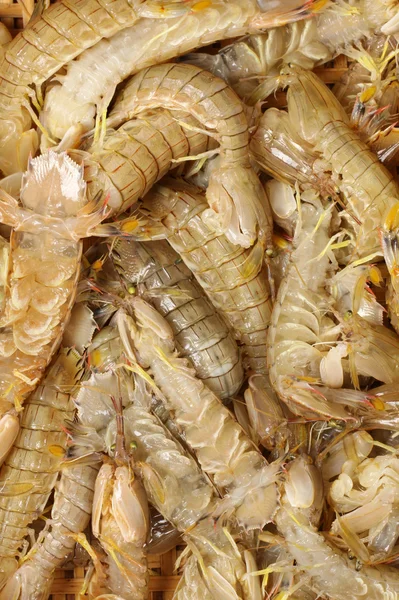 Mantis tas de crevettes — Photo