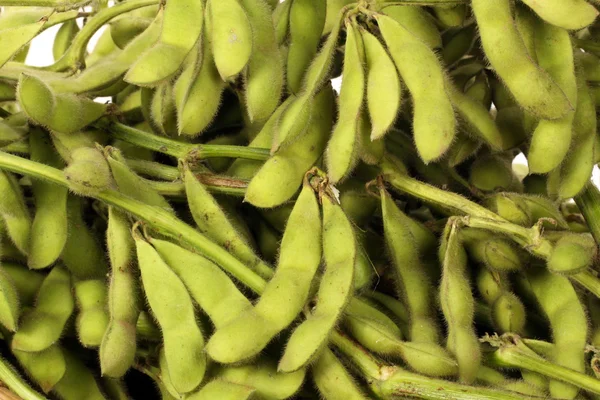 Growing soy beans — Stock Photo, Image