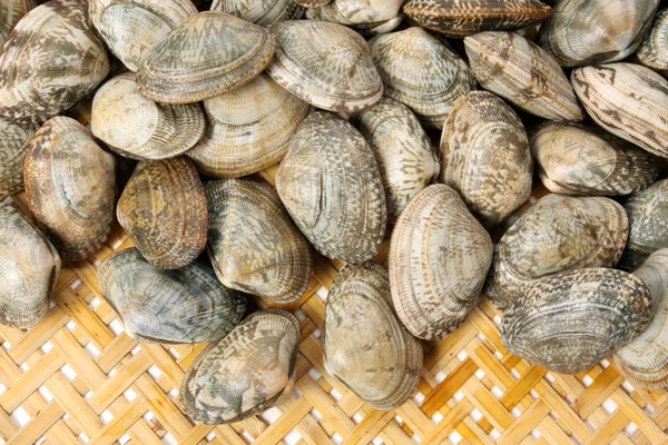 Gruppe von Muscheln — Stockfoto