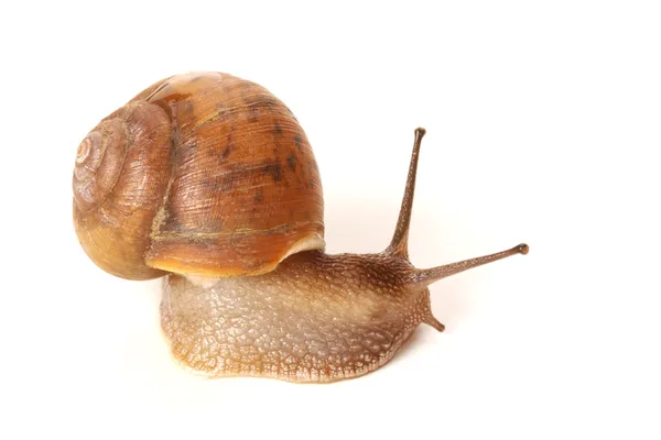 Snail — Stock Photo, Image