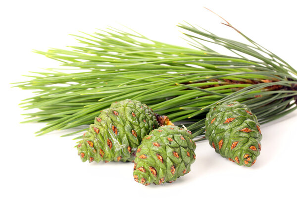 Pine cones and branch