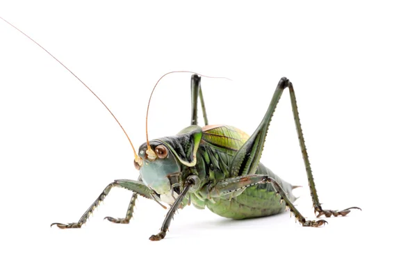 Green grasshopper — Stock Photo, Image