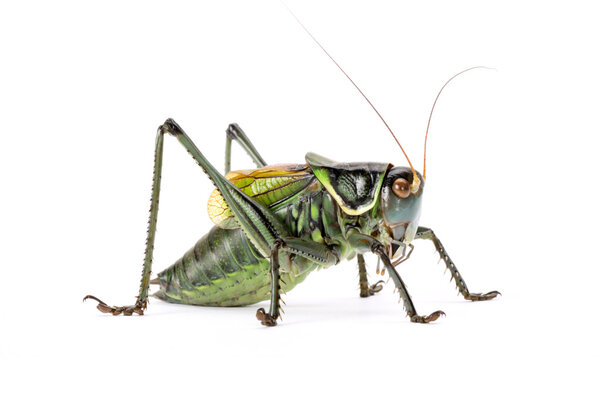Green grasshopper