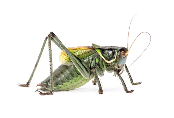 Large grasshopper — Stock Photo, Image