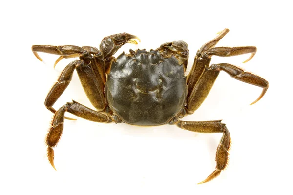 Fresh Crab — Stock Photo, Image