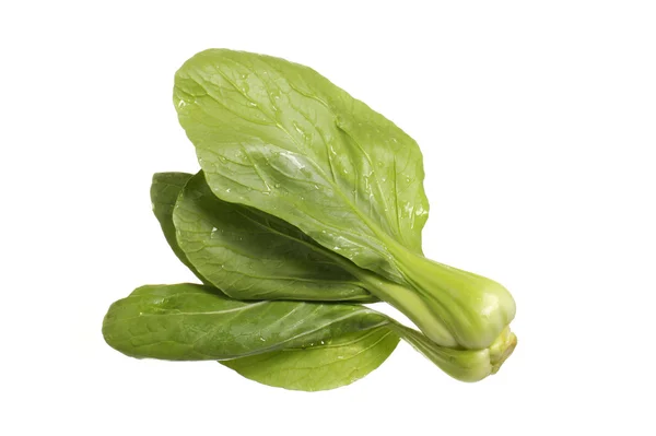 Pok Choi stem — Stock Photo, Image