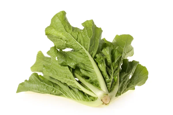 Organic cabbage — Stock Photo, Image