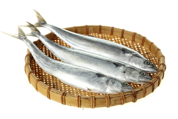İspanyol mackerels — Stok fotoğraf
