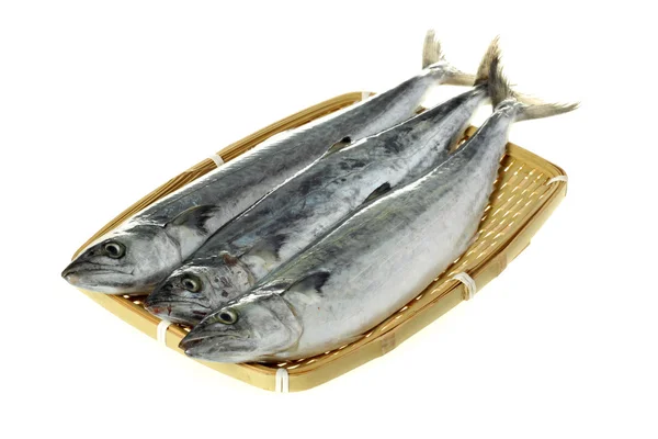İspanyol mackerels — Stok fotoğraf