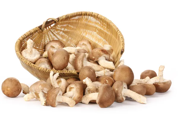 Mushrooms in basket — Stock Photo, Image