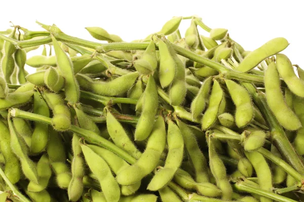 Semi di soia raccolti — Foto Stock