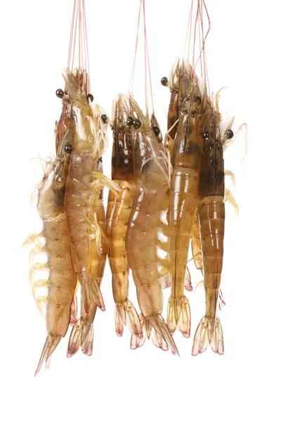 Groupe de crevettes — Photo