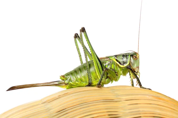 Grasshopper on basket — Stock Photo, Image