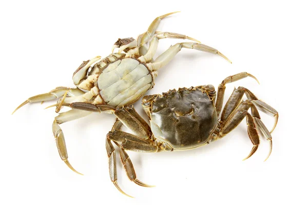 Cooked crabs — Stock Photo, Image