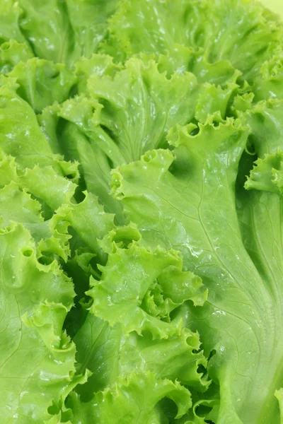 Green lettuce — Stock Photo, Image