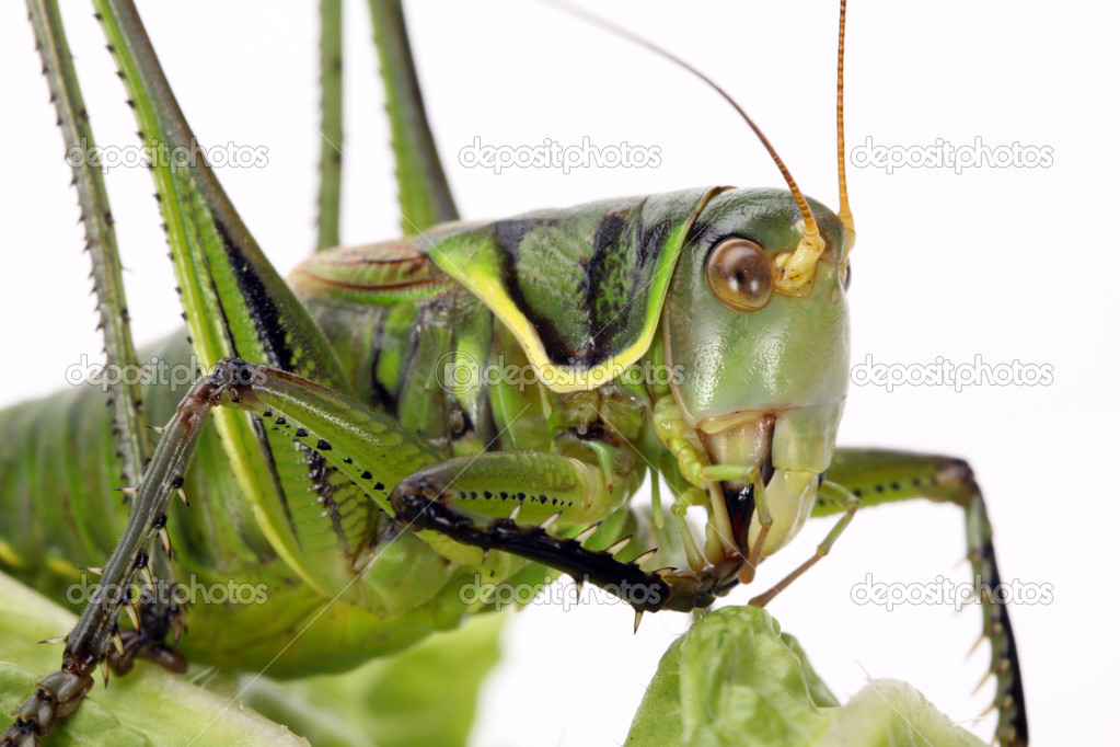 Grasshopper sitting on cabbage