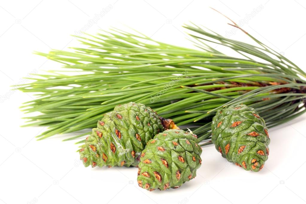 Pine cones and branch