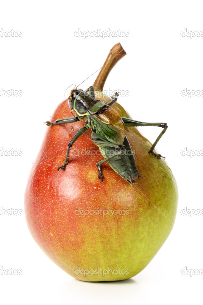 Grasshopper on pear