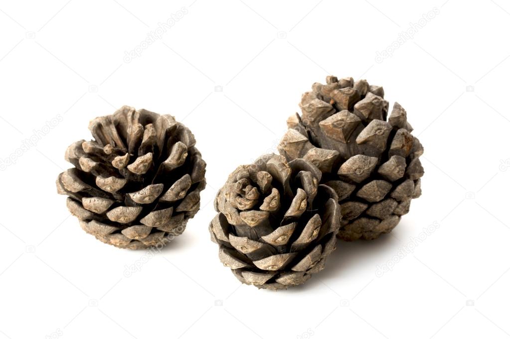 Pine cones