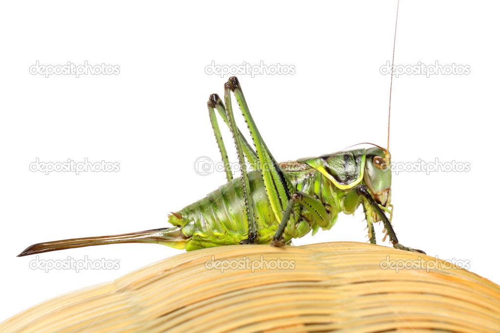 Grasshopper on basket