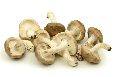 yığın shiitake mantar