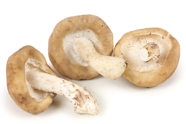 Шиитакские грибы — стоковое фото
