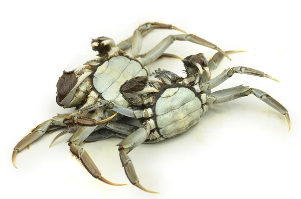 Gekookte krabben — Stockfoto
